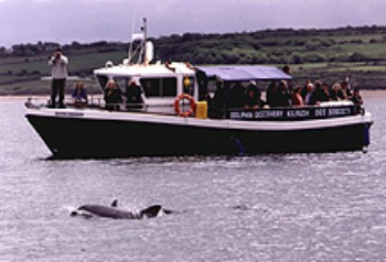 Dolphin Discovery Kilrush
